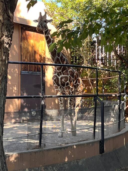 Villa Saguaro At Cactus Flower-hot Tub-pet Friendly-no Pet Fees! Albuquerque