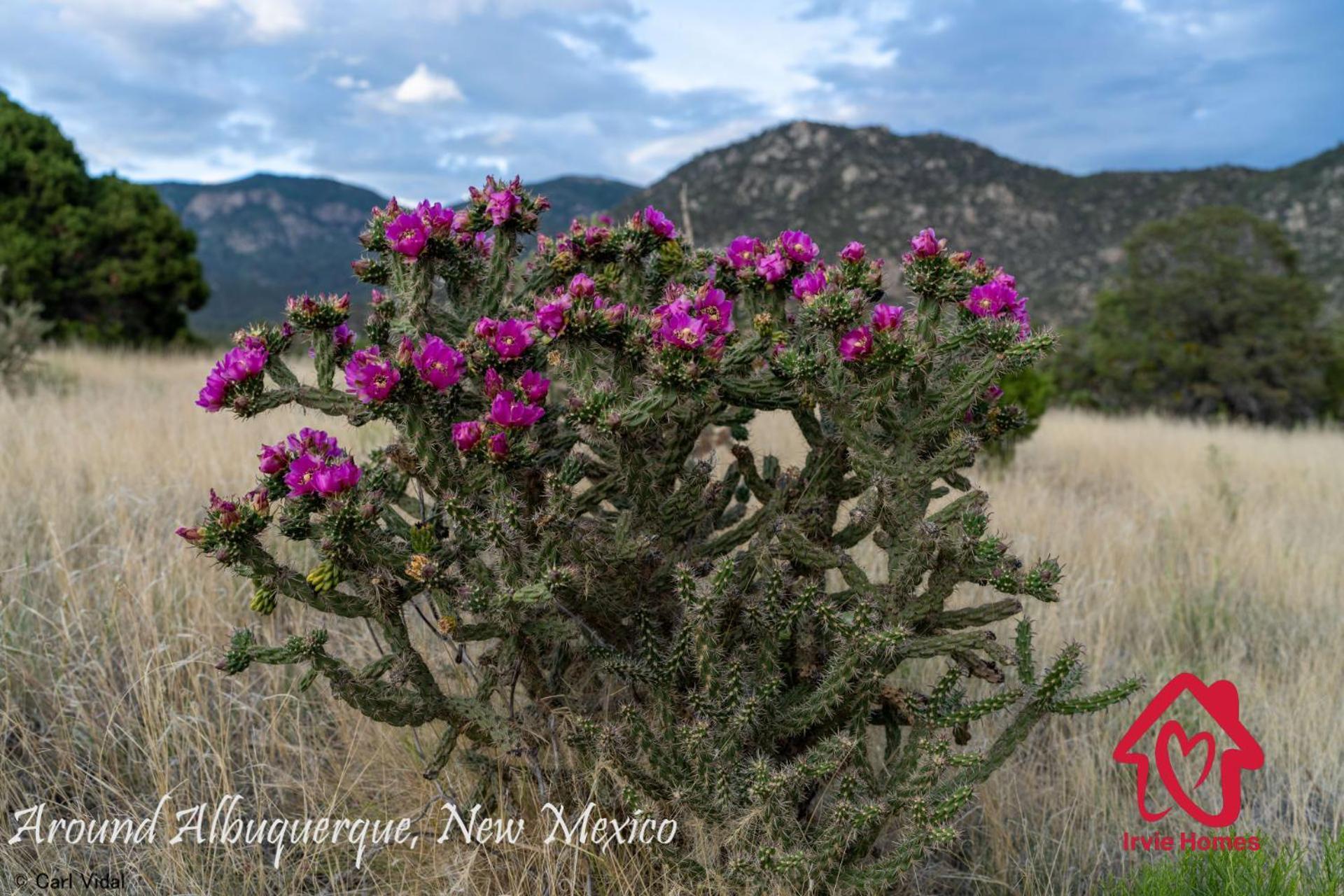Pleasant View - An Irvie * Albuquerque