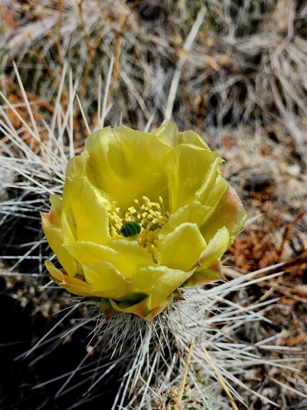 Holiday home Tranquil Trails -quiet Area - Pet Friendly - By I-40 Albuquerque
